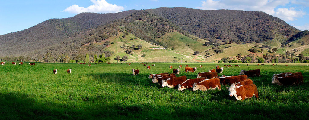 Cows in Green Field Wikimedia Commons