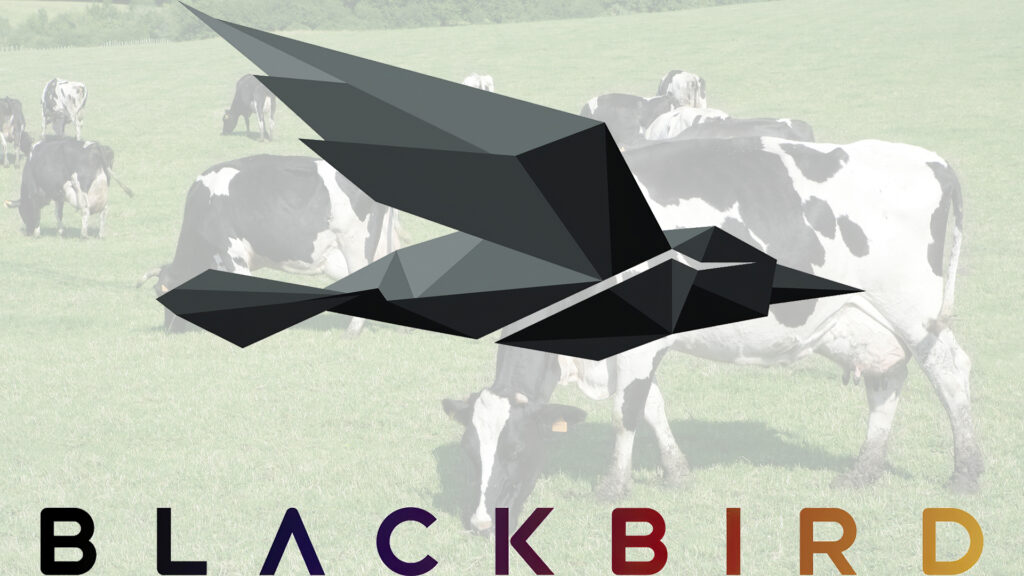 Blackbird